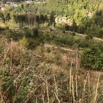 Waldlaeufer